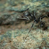 Aphaenogaster spinosa