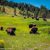 Bison bison - Bison d'Amérique