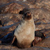 Namibie - la colonie d'otaries de Cape Cross