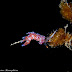 Cratena peregrina - Hervia pélerine