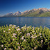 Etats-Unis - le parc national de Grand Teton