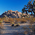 Etats-Unis - Parc National de Joshua Tree