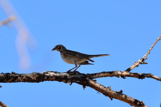 Chondestes grammacus