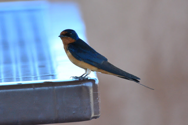 Hirundo rustica