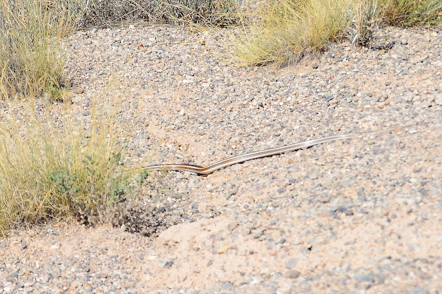 Masticophis taeniatus