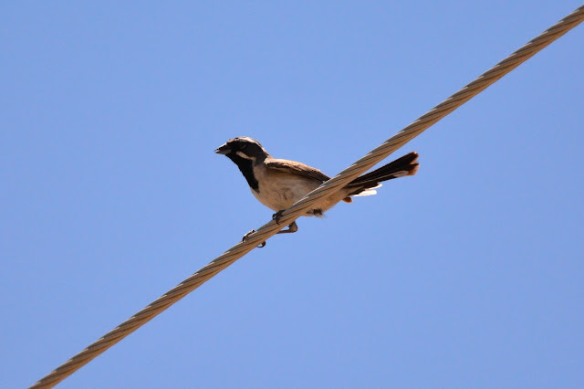 Amphispiza bilineata