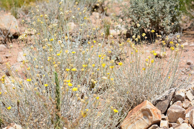 Baileya multiradiata