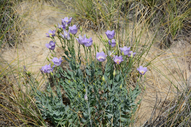 Eustoma exaltatum Eustoma exaltatum