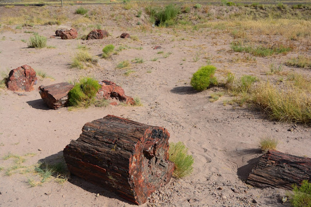 Jasper Forest Petrified Forest