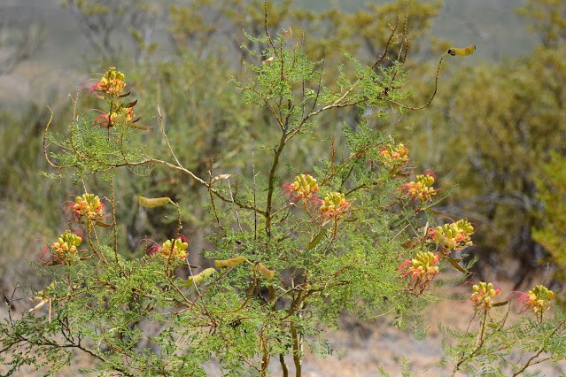 Erythrostemon gilliesii