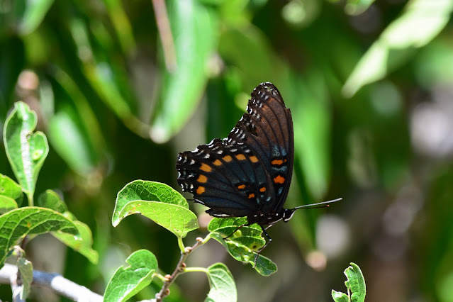 Limenitis arthemis
