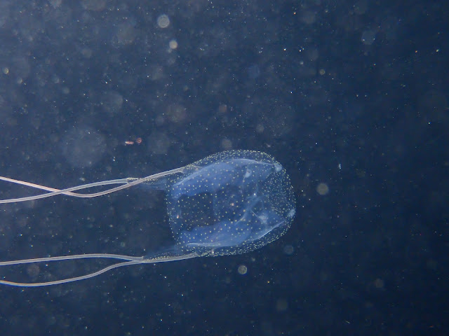 Carybdea marsupialis