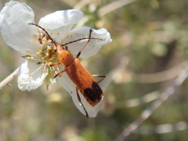 Chauliognathus lecontei