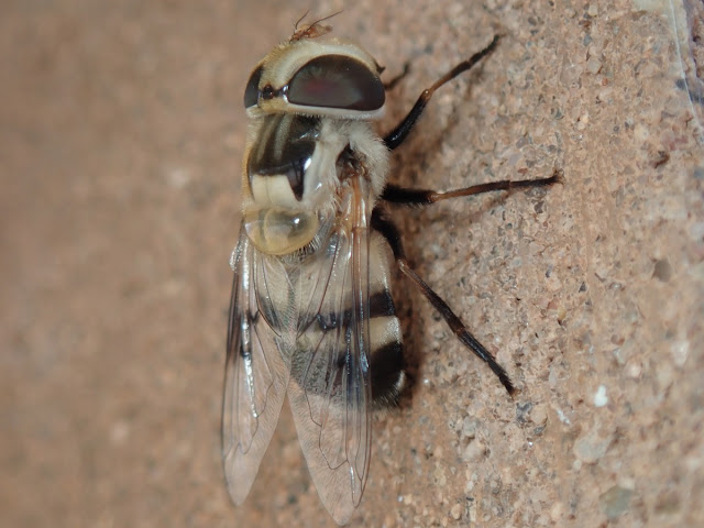 Copestylum apiciferum