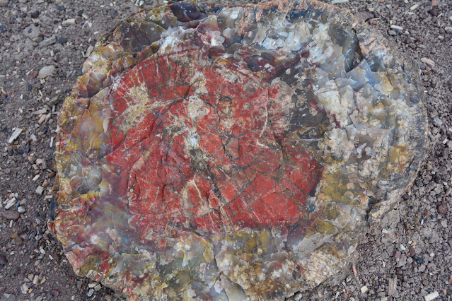 Crystal Forest Petrified Forest