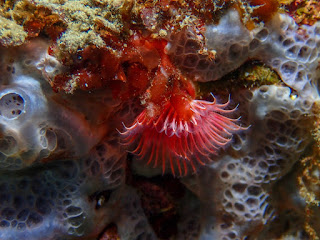 Serpula vermicularis