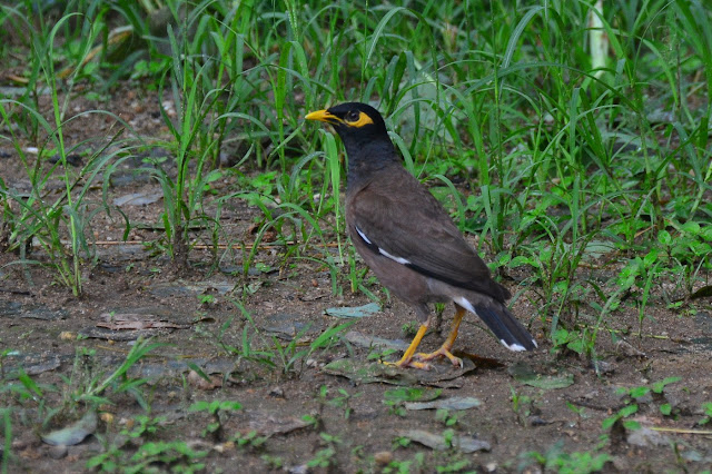 Martin triste - Acridotheres tristis