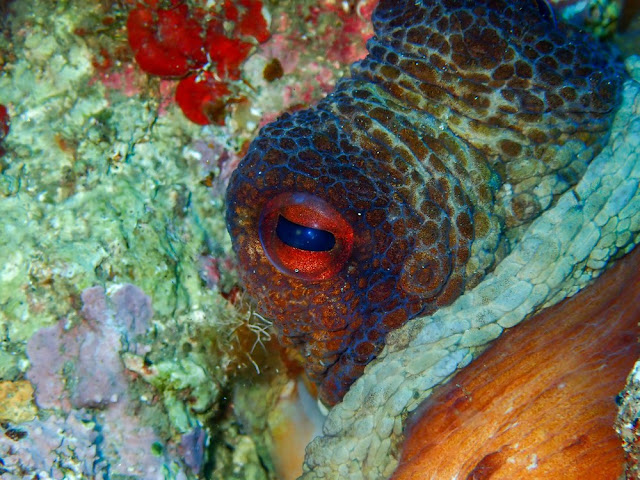 Octopus vulgaris Octopus vulgaris