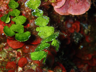 Halimeda tuna Halimeda tuna