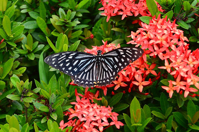 Papilio clytia