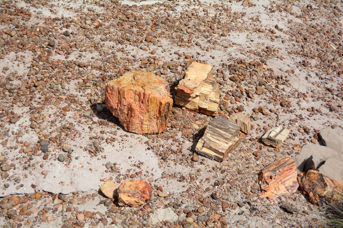 bois pétrifié Petrified Forest