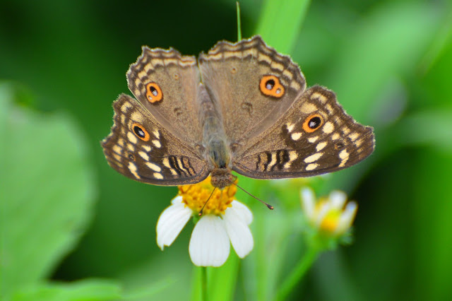 Junonia lemonias