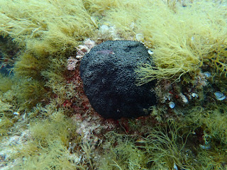Sarcotragus spinosulus