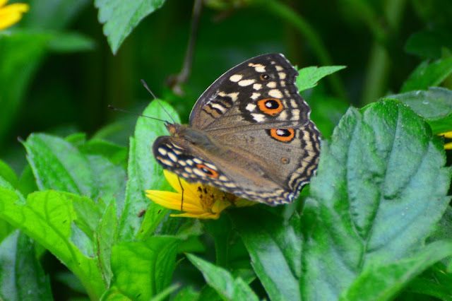 Junonia lemonias