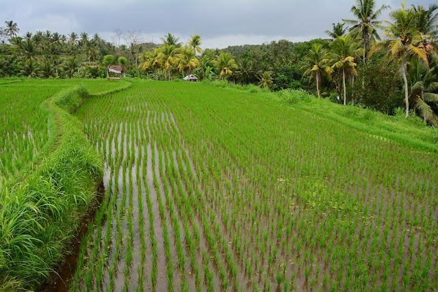rizières Bali