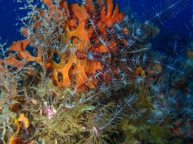 Antedon mediterranea