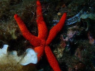 Echinaster sepositus 