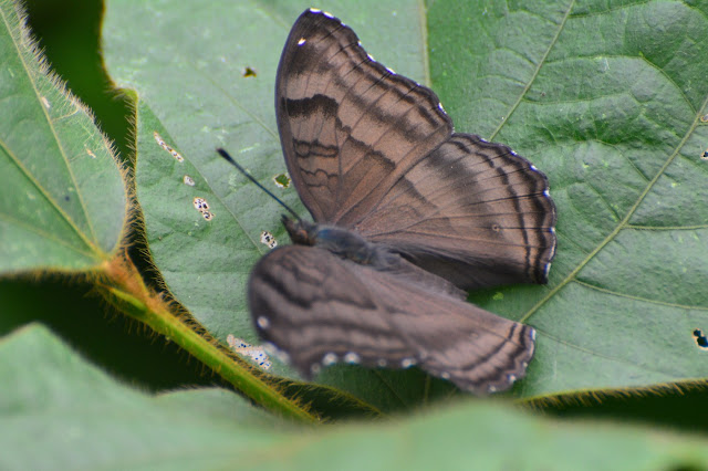 Junonia iphita