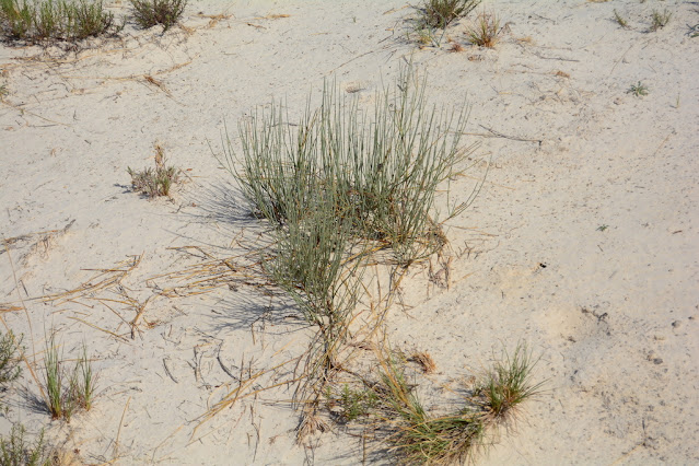 Ephedra torreyana Ephedra torreyana