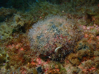 Hydractinia sp. 