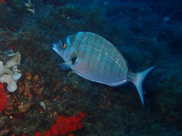 Diplodus puntazzo