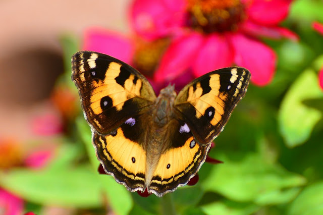 Junonia hertia