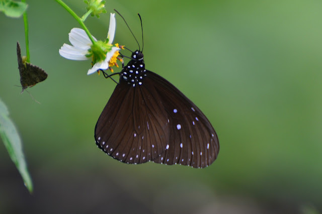 Euploea mulciber