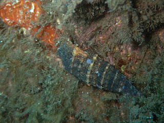 Pagurus anachoretus Pagurus anachoretus