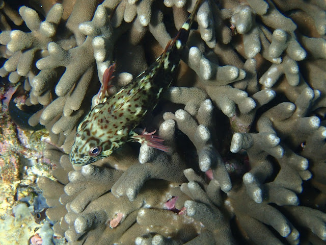 Cirrhitus pinnulatus