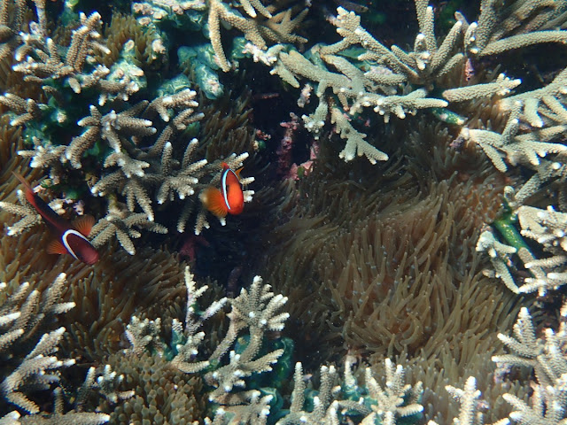 Amphiprion melanopus