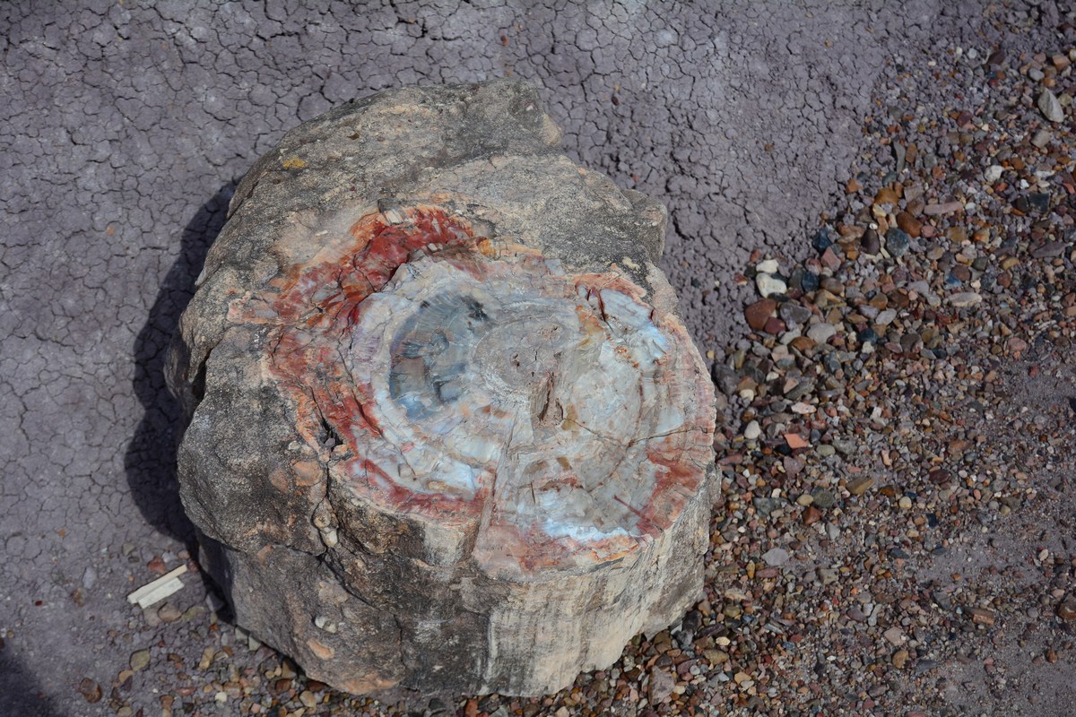 bois pétrifié Petrified Forest