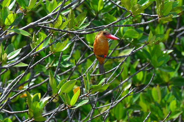 Pelargopsis amauroptera