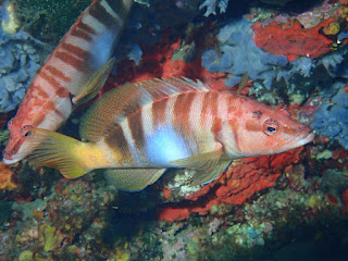 Serranus scriba 