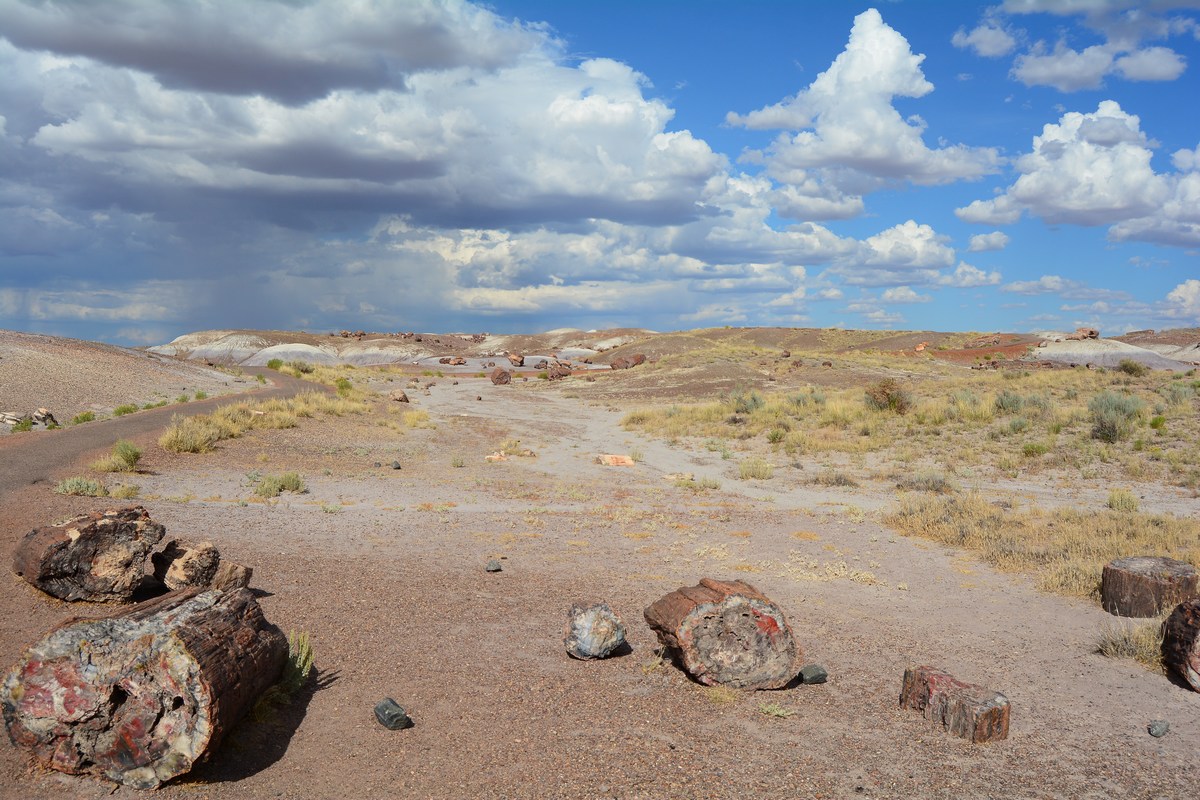 Crystal Forest Petrified Forest