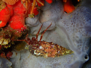 Pagurus anachoretus - Pagure anachorète