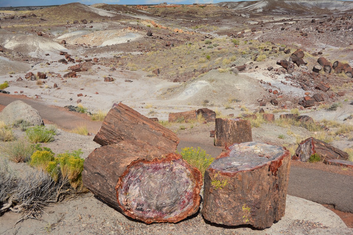 Petrified forest
