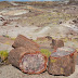 Etats-Unis - Petrified Forest National Park