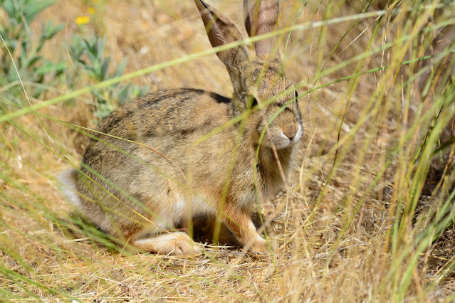 Sylvilagus audubonii