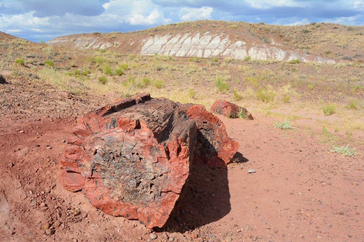 Jasper Forest Petrified Forest
