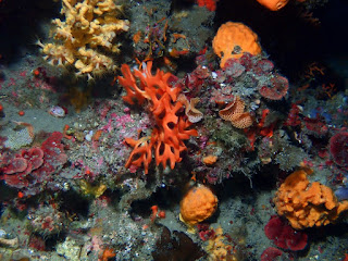 Pentapora fascialis - Rose de mer